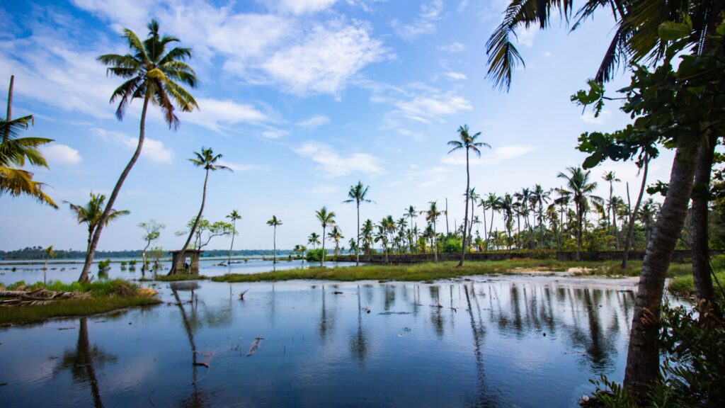Tranquil tropical scene with palm trees by the calm water, under a vibrant blue sky.